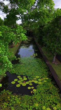 Overhead shot captures water with green lily pads. The channel is flanked by tall trees. Close-up reveals lily pads on still water. This natural setting is peaceful