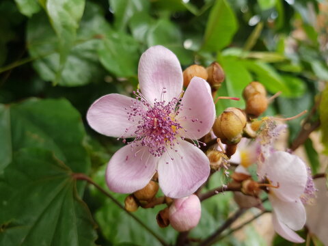 Bixa orellana (annatto, lipstick tree) with soft pink petals and purple-yellow stamens, blooming among green leaves and buds in a lush garden setting with vibrant floral detail.