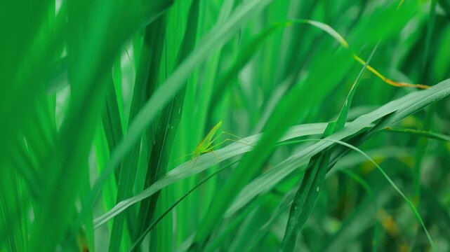 Extreme close-up macro shot of vibrant green grass blades in a field.