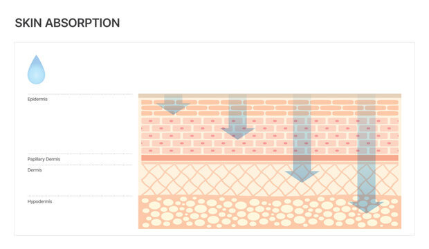 Skin Layer Diagram Showing Absorption Depth for Skincare and Beauty Device Technology