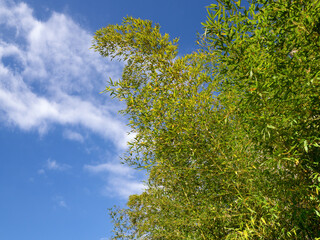 Fototapeta premium 青空と竹林植物