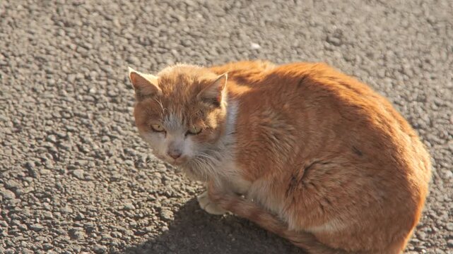 고양이, 애완 동물, 귀여운, 모피, 얼룩무늬, 가정의, 네이처, 포유동물, 어리다, 눈, 앉아있는, 그레이, 작은, 뜰