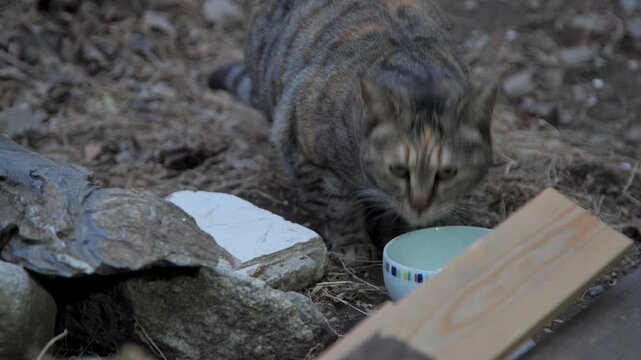 고양이, 애완 동물, 귀여운, 모피, 얼룩무늬, 가정의, 네이처, 포유동물, 어리다, 눈, 앉아있는, 그레이