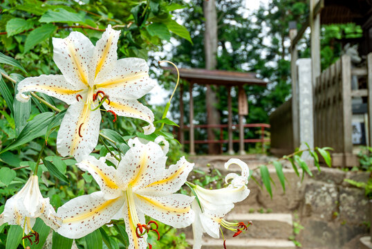 東京都青梅市の武蔵御嶽神社境内に咲く大輪のヤマユリと奥宮遥拝所へと続く参道/Golden-banded Lilies Blooming along the Path to the Okumiya Yohaijo Sanctuary at Musashi Mitake Shrine
