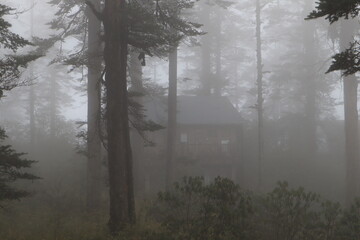 Naklejka premium Mysterious Wooden Cabin Hidden in Dense Foggy Pine Forest
