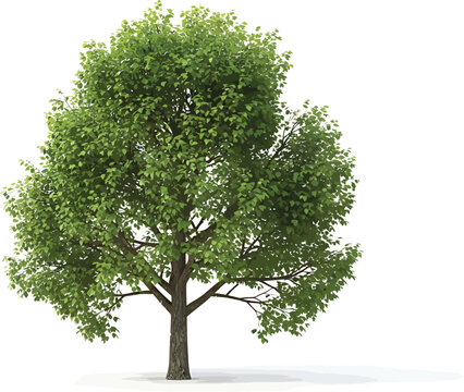 Green Tree Isolated on White Background