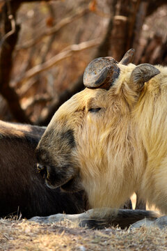 Profile portrait of a golden Takin with curved horns and thick fur