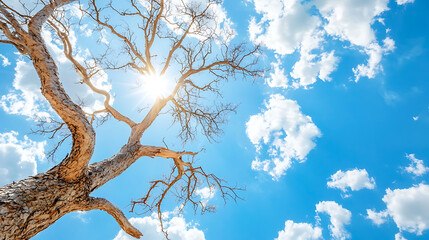 Fototapeta premium Dead tree stands against bright blue sky filled with fluffy white clouds, creating serene and peaceful atmosphere