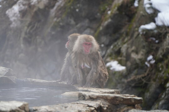 Two Japanese macaques rest by the edge of a hot spring in Jigokudani, calmly observing their surroundings in the chilly mountain environment.