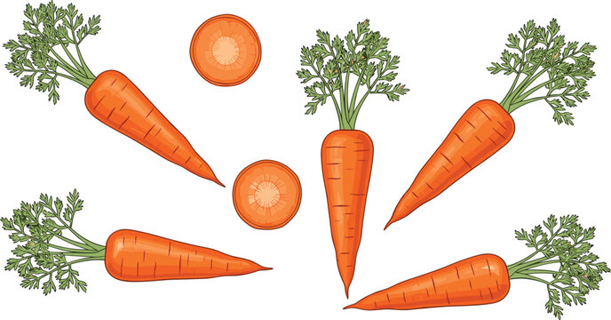 Carrot arrangement flat vector set. Fresh whole carrots with slices in circular composition. Organic vegetable illustration for cooking, farming, and healthy food design.