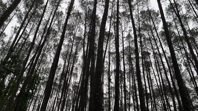 Pine wood trees forest footage video on the rain