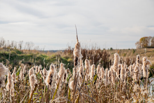 Cattail field with fluffy seeds in sunlight, plant texture background, autumn