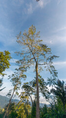 Fototapeta premium Tall Tree Against Blue Sky