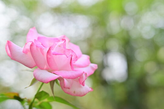 Pink rose with bokeh background and copy space