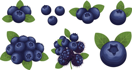 Blueberry vector set with different berry types and leaves. Fresh ripe fruit collection isolated on white background. Organic healthy food illustration for packaging and design. © HELEN QUEEN