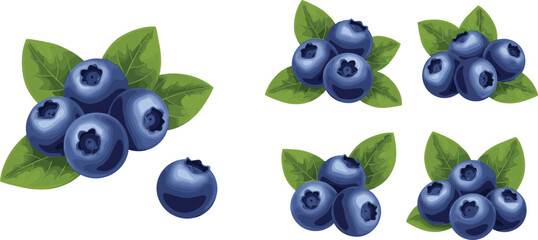 Blueberry vector set with green leaves. Fresh organic berry collection isolated on white background. Healthy natural food illustration for packaging, labels and farm design. © HELEN QUEEN