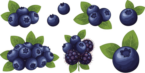 Blueberry and wild berry vector set with clusters and leaves. Fresh organic fruits in realistic style. Perfect for botanical design, packaging and healthy food branding. © HELEN QUEEN