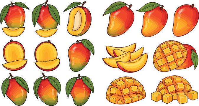 Mango vector set with whole, sliced and diced fruit pieces. Fresh tropical fruit illustration in bright style. Perfect for packaging, menus and summer food design.