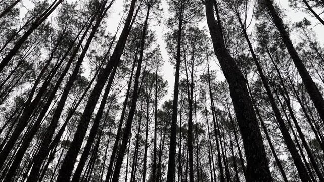 Pine wood trees forest footage video on the rain