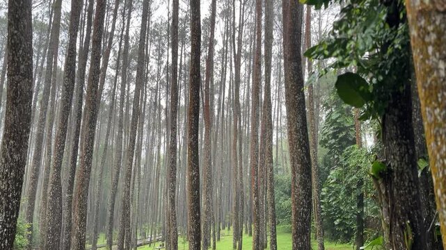 Pine wood trees forest footage video on the rain
