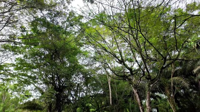 Low angle shot of lush green tree canopies swaying under a bright sky in a tropical forest.