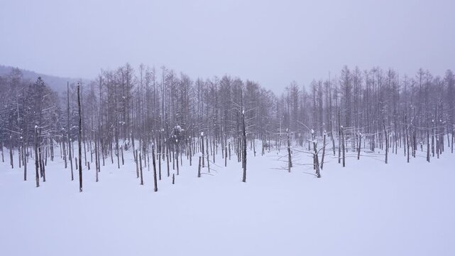Blue pond in Biei Hokkaido during winter season, Japan
