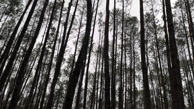 Pine wood trees forest footage video on the rain