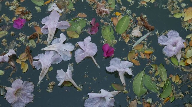 Pink trumpet flowers and colorful autumn leaves floating on dark green pond water surface creating natural artistic pattern