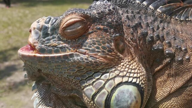 Macro close up of an old brown iguana with sharp detailed skin texture, showcasing natural reptile expression in its habitat, perfect for wildlife footage and exotic nature concepts