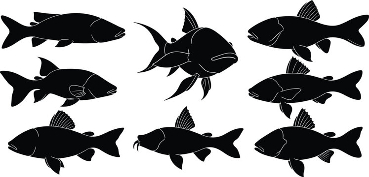 Plecostomus silhouette collection. Freshwater aquarium fish vector set with multiple poses and detailed fins. Tropical pleco shapes isolated for design and wildlife use.