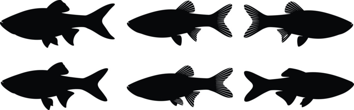 White Danio fish silhouette set. Tropical aquarium vector collection with detailed fins and multiple poses. Freshwater fish silhouettes isolated for nature, pet, and design use.