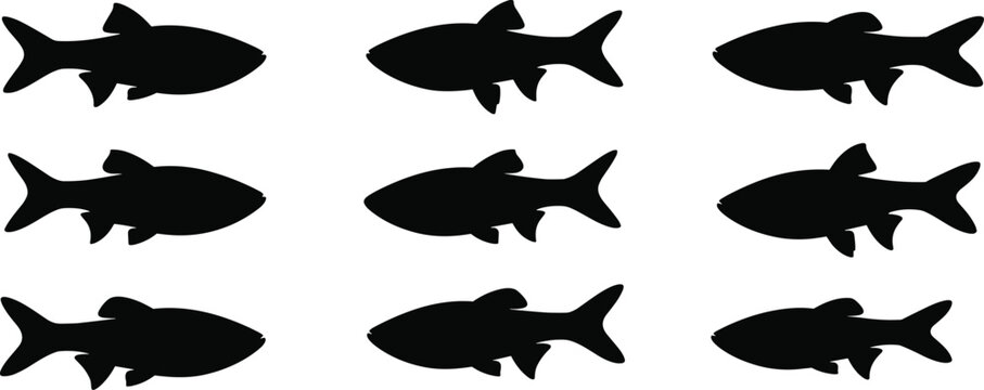 White Danio fish silhouette set. Tropical aquarium vector collection with eye detail and multiple poses. Freshwater fish silhouettes isolated for nature, pet, and graphic design use.