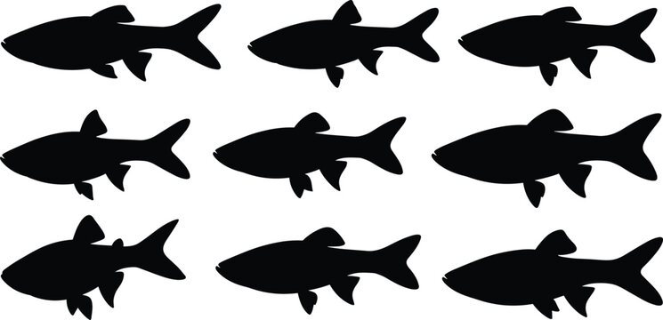 White Danio fish silhouette set. Tropical aquarium vector collection with detailed fins and eye elements. Freshwater fish silhouettes isolated for nature, pet, and design use.