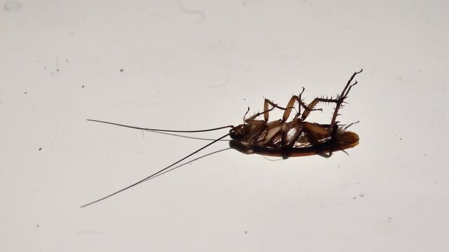 A close up video of a cockroach lying on its back, moving weakly in a dying state, capturing a tense and raw moment with a dark and realistic visual atmosphere.