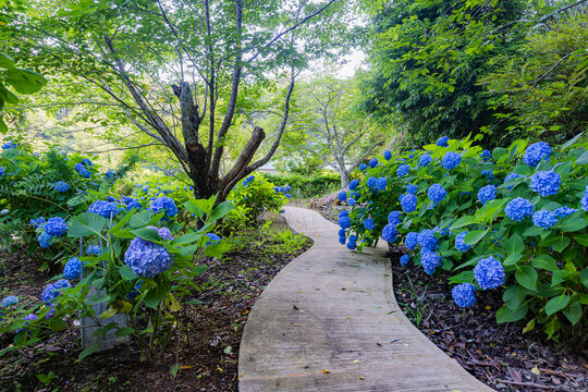 千葉県　真野寺の紫陽花　