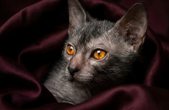 Lykoi Cat with striking orange eyes nestled in luxurious dark satin fabric, highlighting its unique werewolf-like appearance