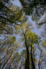 Obraz premium Beautiful green, lush vegetation in the forest in spring, in a remote rural location