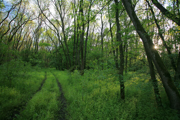 Obraz premium Beautiful green, lush vegetation in the forest in spring, in a remote rural location