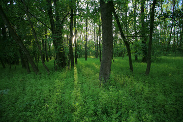 Obraz premium Beautiful green, lush vegetation in the forest in spring, in a remote rural location