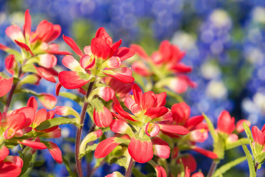 Closeup of Indian Paintbrush wildflowers. Texas bluebonnets in the background