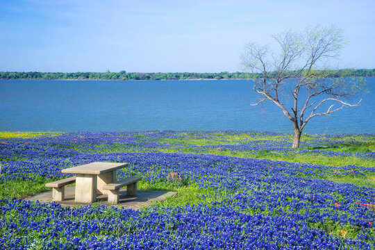 Picnic table surrounded by blooming Texas Bluebonnet flowers by a lake in springtime. Lonely tree and blue sky background.