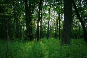 Obraz premium Beautiful green, lush vegetation in the forest in spring, in a remote rural location
