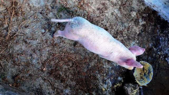 top-down, handheld shot of curious young pink piglet in a rustic enclosure. Piglet's natural behavior as it moves across the dirt and straw ground,with its snout visible, traditional livestock farming