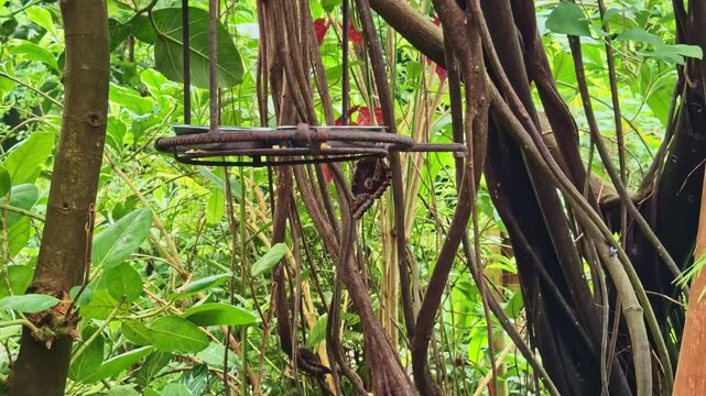 Several blue morpho butterflies flying around a feeder in a lush green tropical conservatory or butterfly house