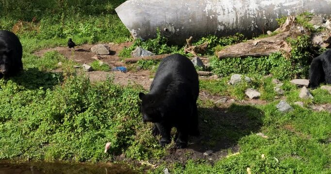 American Black Bear (Ursus Americanus) standing on its hind legs, Alaska.Hit by a chicken leg.