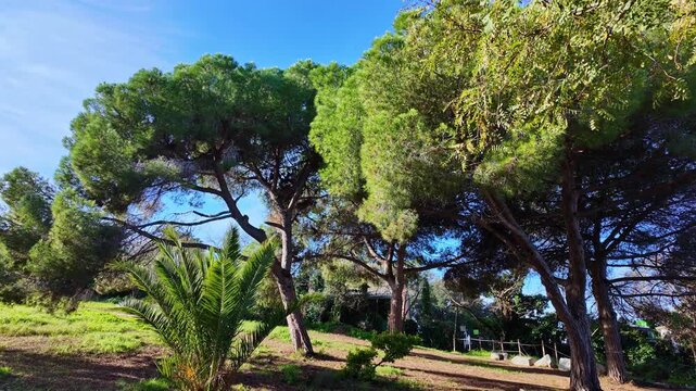 View of a mediterranean landscape with lush green pine trees and a small palm tree on Montju&iuml;c hill in Barcelona, Spain