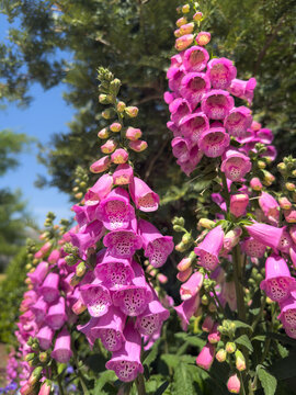 Foxglove (Digitalis purpurea), highly toxic plant, blooming with beautiful pink flowers in the spring garden. 