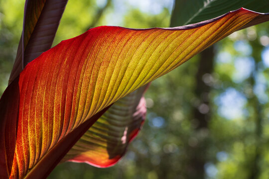 Beautiful details of colorful Banana leaf (Musa acuminata), Bordelon banana plant leaf. 