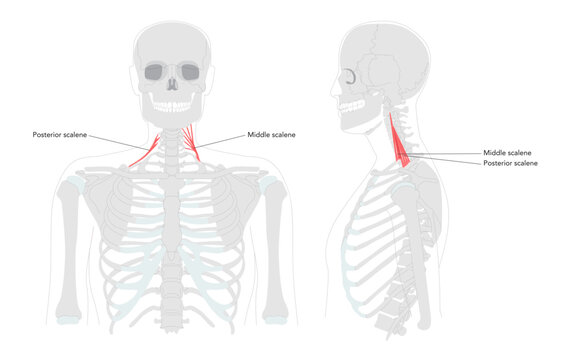 Posterior scalene, Middle scalene - Labeled neck muscle shown raising the second rib, also supporting lateral flexion of the neck, essential in anatomy education and physiology