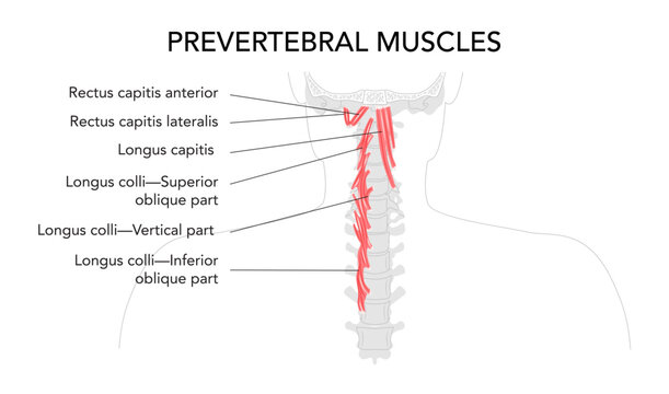 Deep cervical muscles chart, prevertebral group, rectus capitis muscles, longus capitis, longus colli, neck flexion, lateral movement, stabilization, anatomical labeled diagram, medical educational